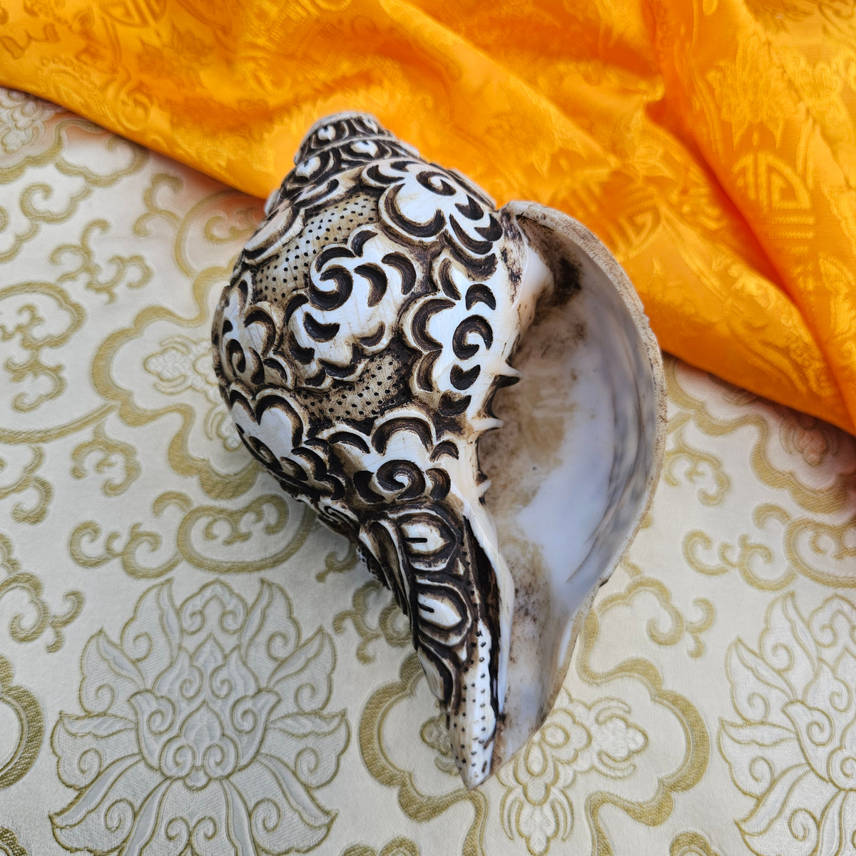 Muschelhorn Aparmita