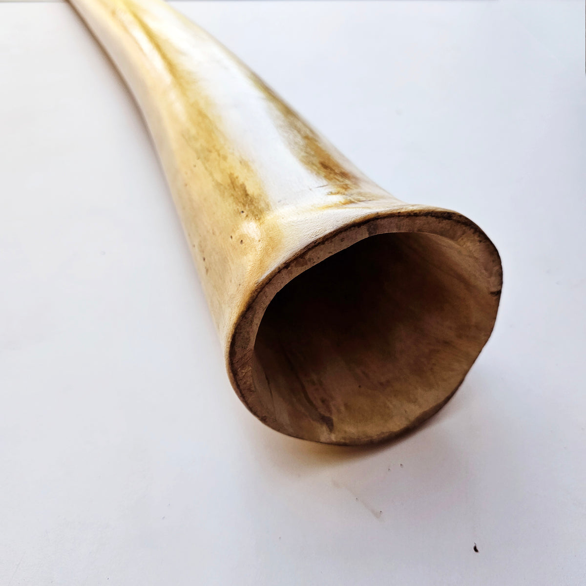Proline Didgeridoo Hibiskus | Didgeridoo| Dunum.ch