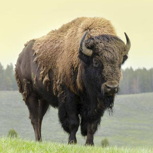 Native American Drum ø 40 cm - Buffalo