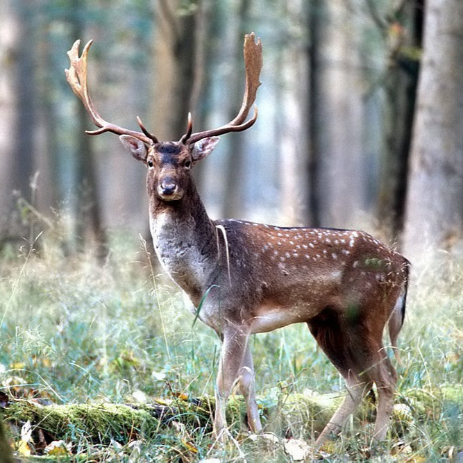 Neumond Schamanentrommel ø 40 cm - stimmbar - Dammhirsch