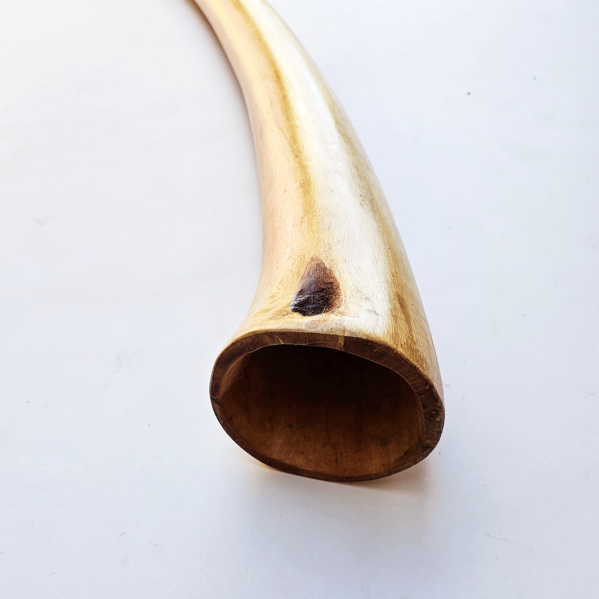 Proline Didgeridoo Eukalyptus| Didgeridoo| Dunum.ch