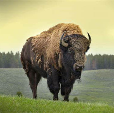Tambour rituel ø 60 cm - Bison