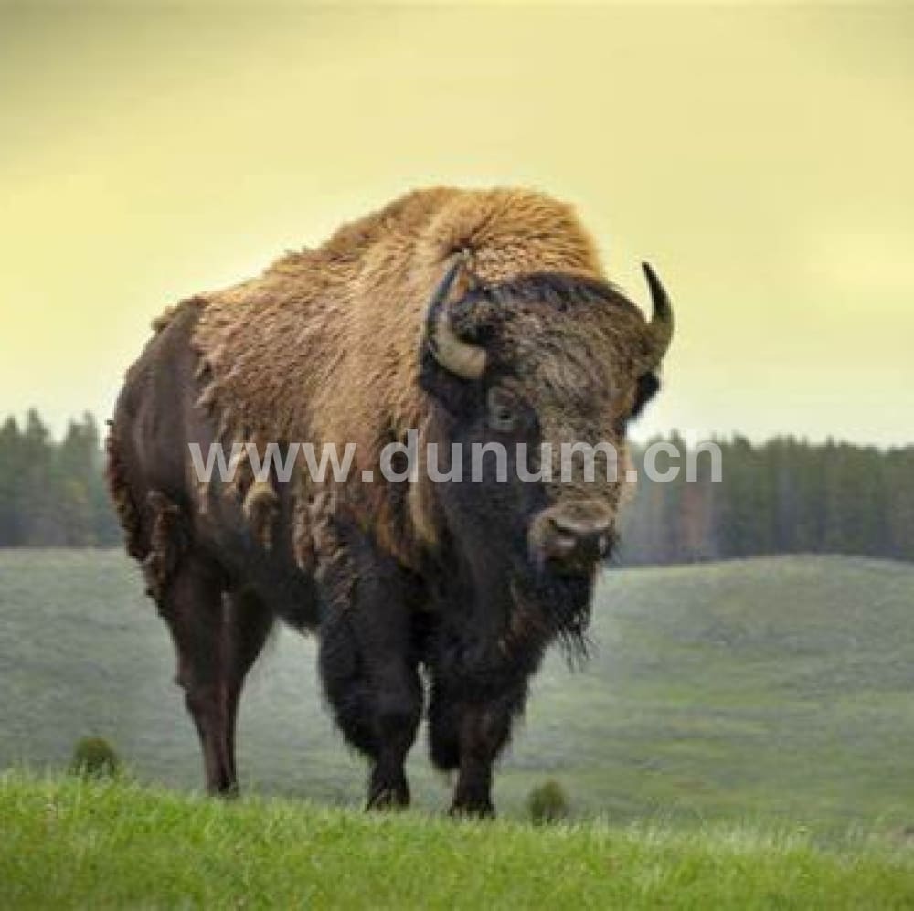 Cherokee Indianer Trommel ø 45 cm - Büffel