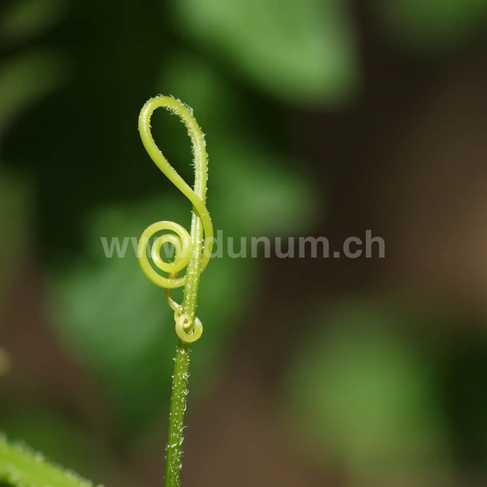 Geschenkgutschein Vify Gift Card