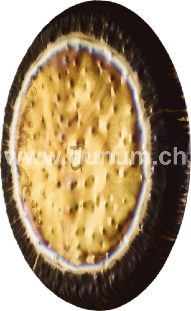 Herz Chakra Gong 36" - 90cm | Gong | Planeten & Chakra Gong | Dunum.ch