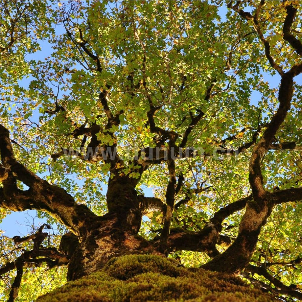 Indianer Trommel ø 30 cm - Hirsch| Schamanentrommel | Perkussion & Trommel | Dunum.ch