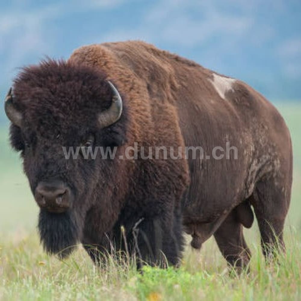 Indianer Trommel ø 50 cm - Bison | Schamanentrommel | Perkussion & Trommel | Dunum.ch