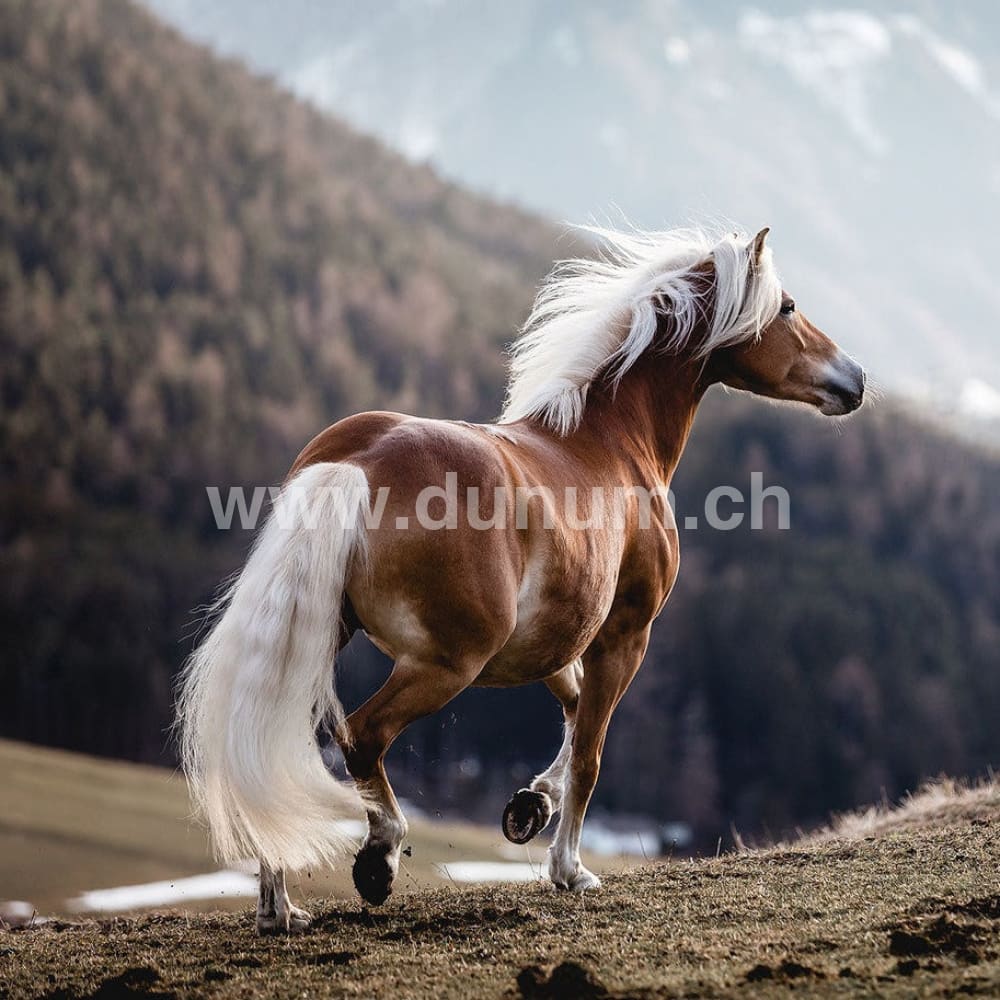 Indianer Trommel ø 45 cm - Ross | Schamanentrommel | Perkussion & Trommel | Dunum.ch