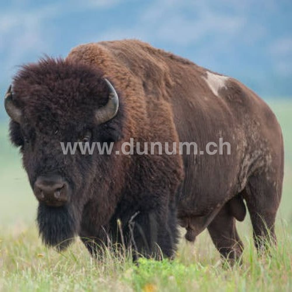 Indianer Trommel ø 50 cm - Bison | Schamanentrommel | Perkussion & Trommel | Dunum.ch