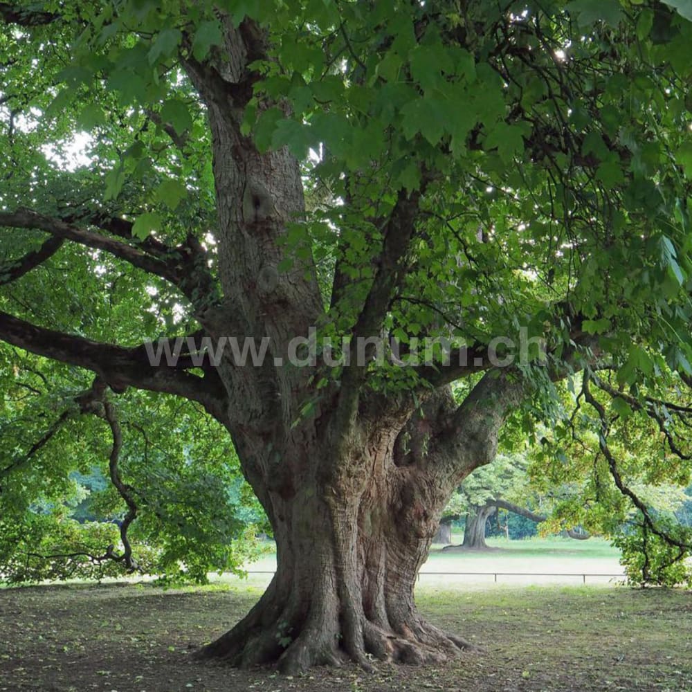 Indianer Trommel ø 45 cm - Hirsch