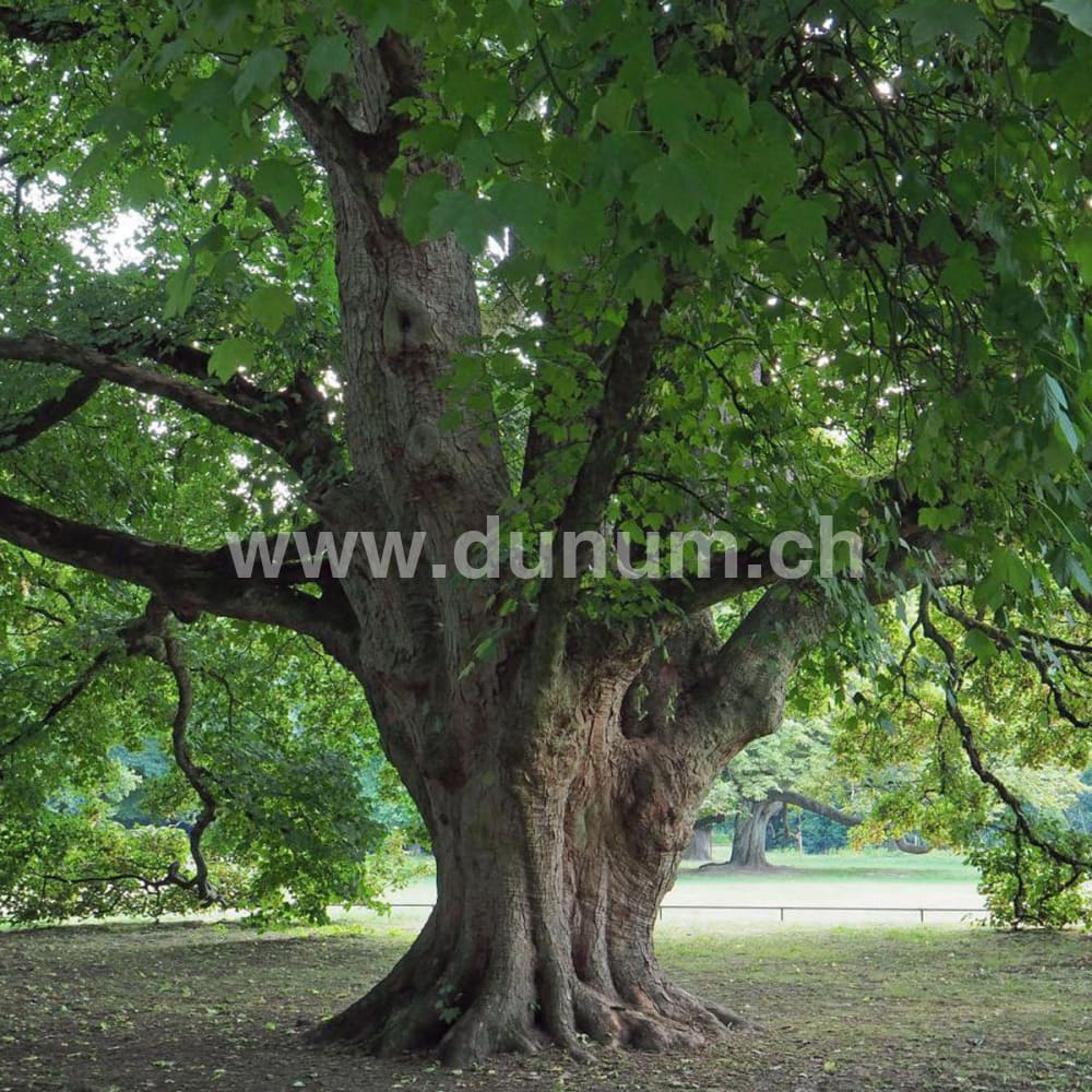 Indianer Trommel ø 50 cm - Rothirsch