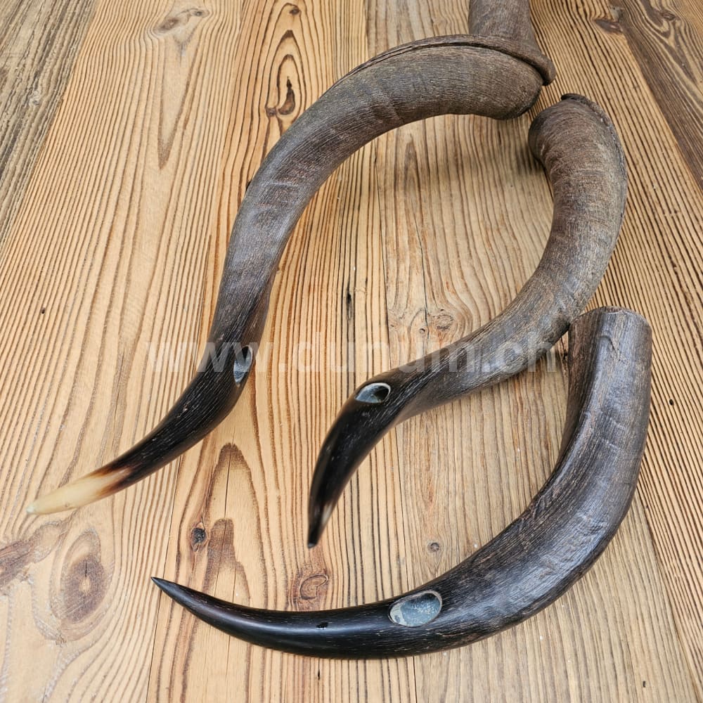 Kudu Horn