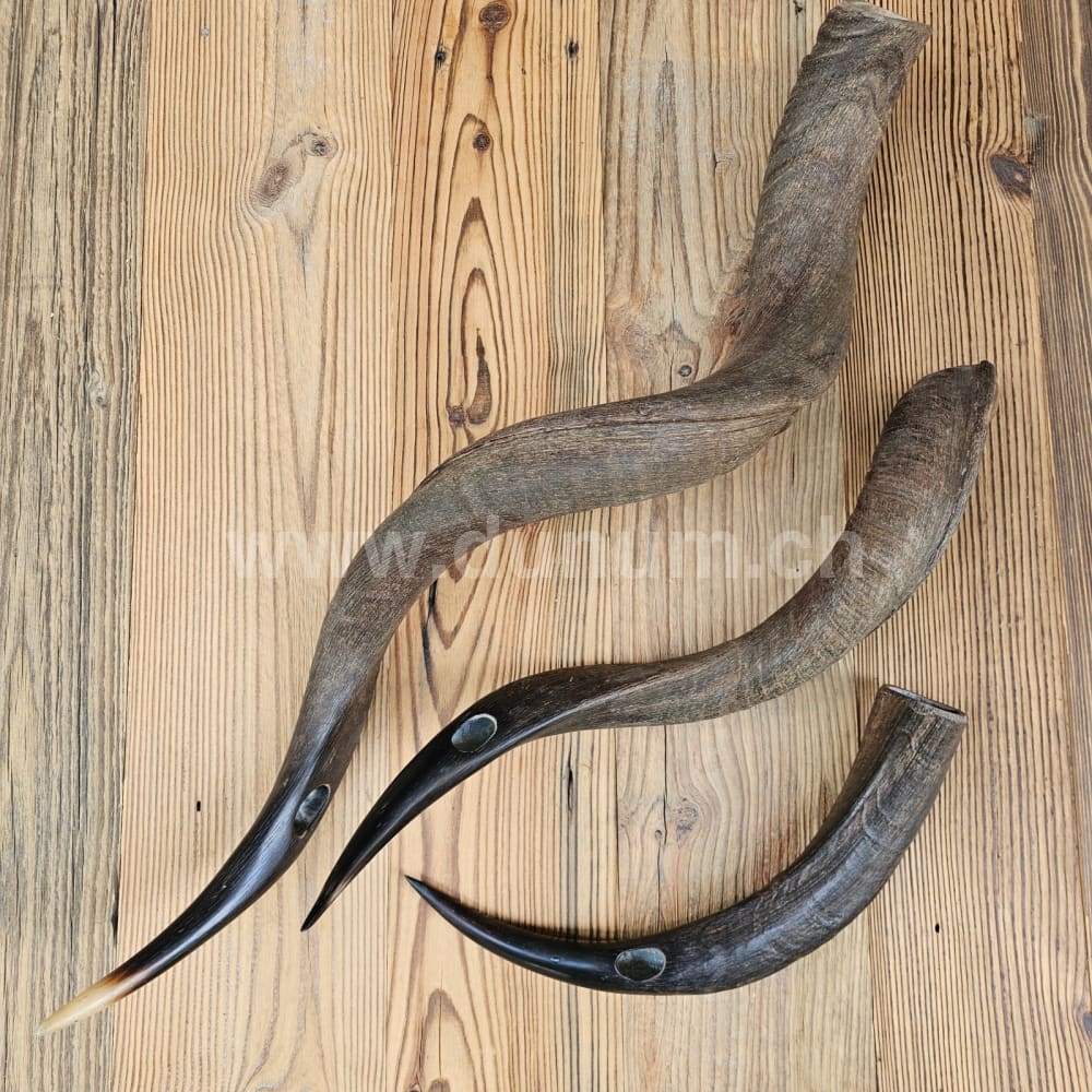 Kudu Horn