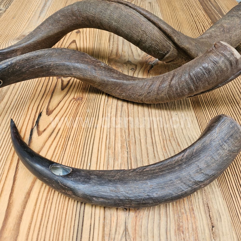 Kudu Horn