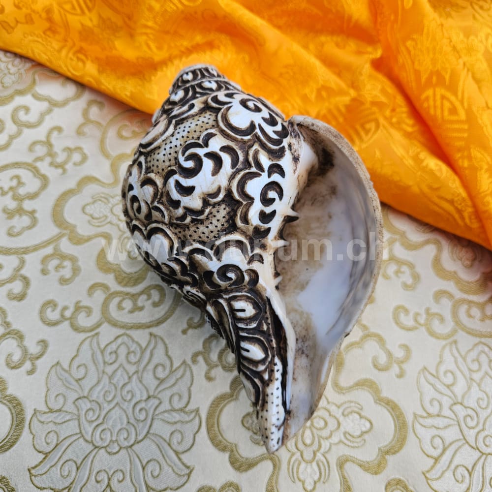 Muschelhorn Aparmita