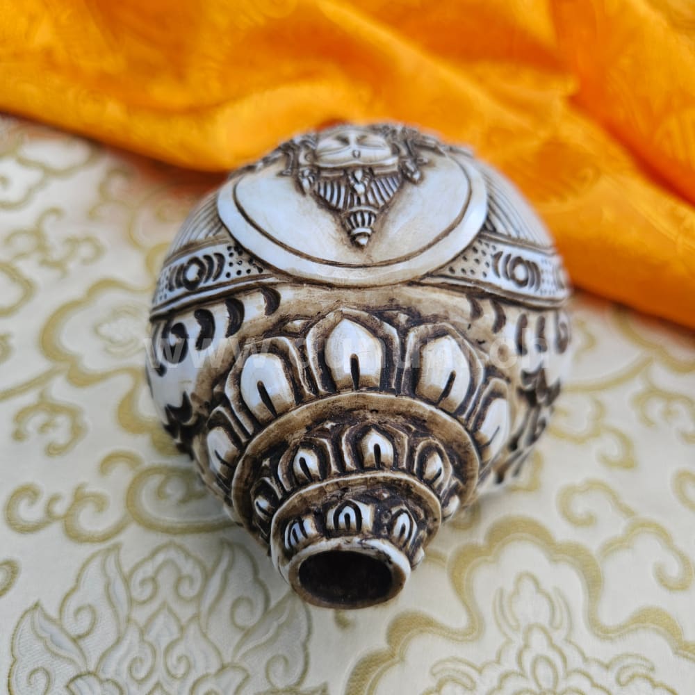 Muschelhorn Aparmita