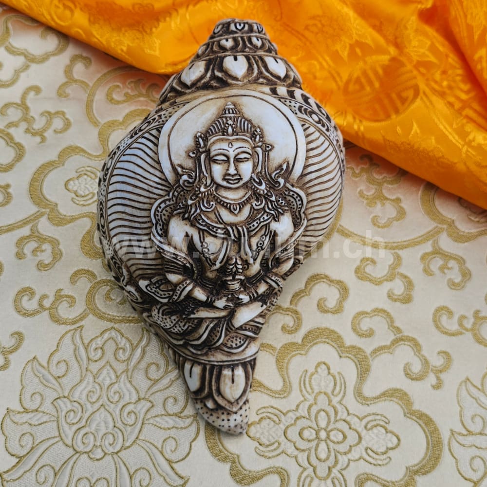 Muschelhorn Aparmita