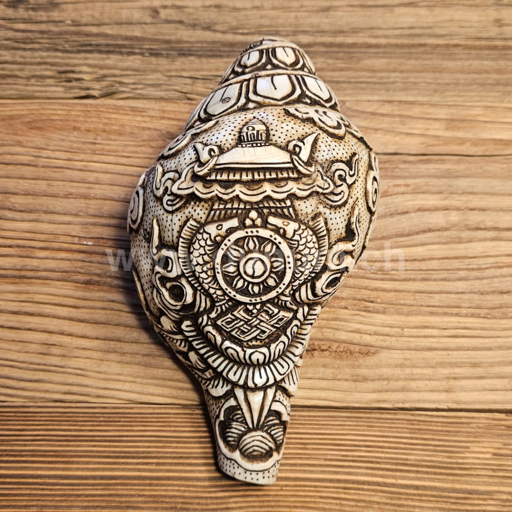 Muschelhorn Rad des Dharma