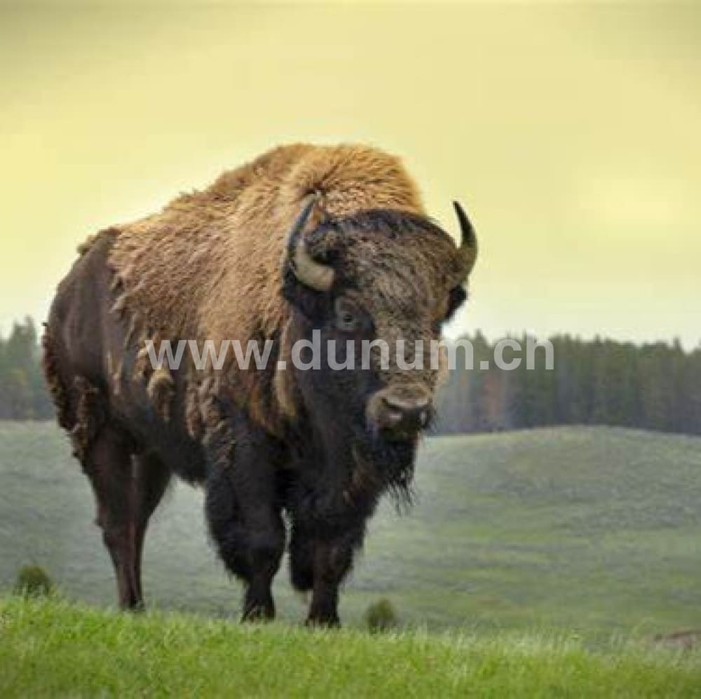 Neumond Schamanentrommel ø 45 - Bison - Kirsche | spannbar