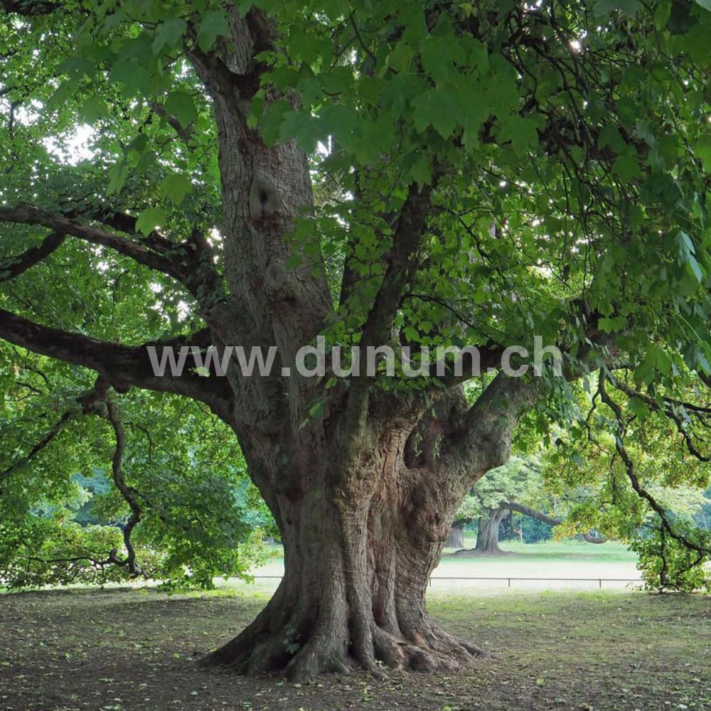 Neumond Schamanentrommel ø 45 cm - stimmbar - Ross