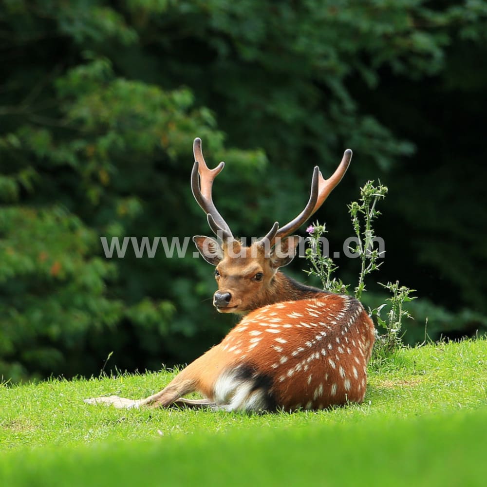 Neumond Schamanentrommel ø 45 cm - stimmbar - Sikkahirsch