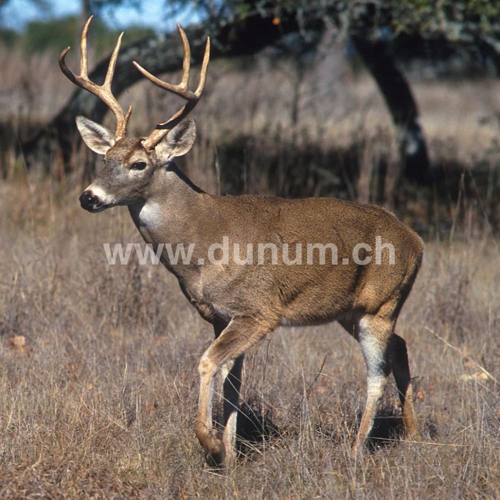 Original Nordamerikanische Indianertrommel - Hirsch - ø 40-45 und 50 cm