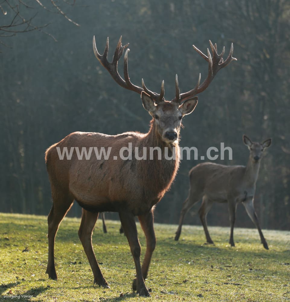 Ritualtrommel ø 60 cm - Rothirsch