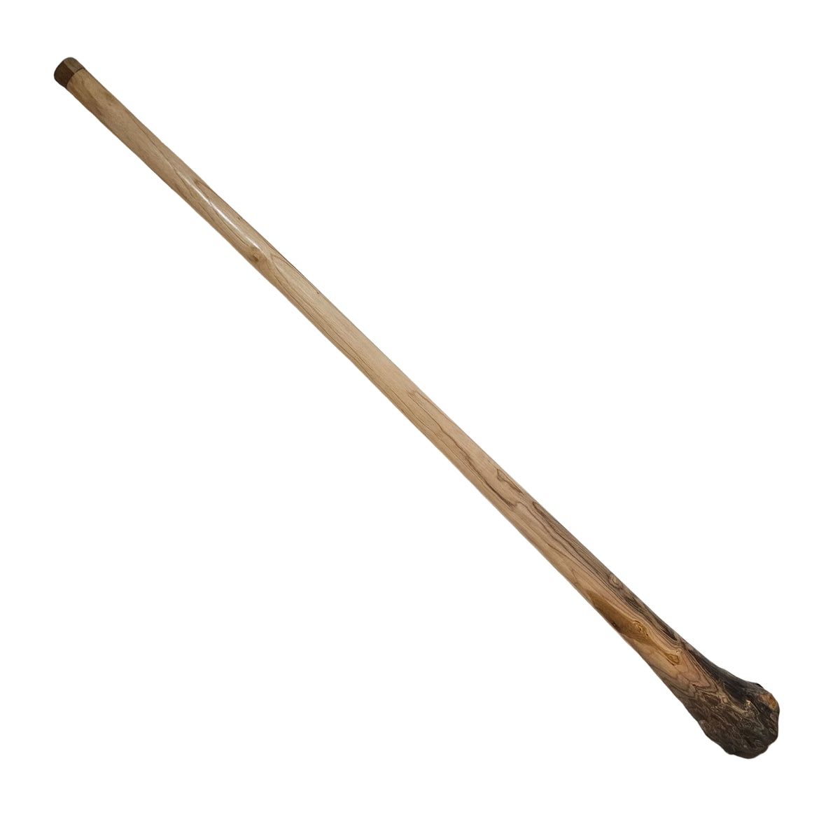 Bellend Didge Proline Eucalyptus D