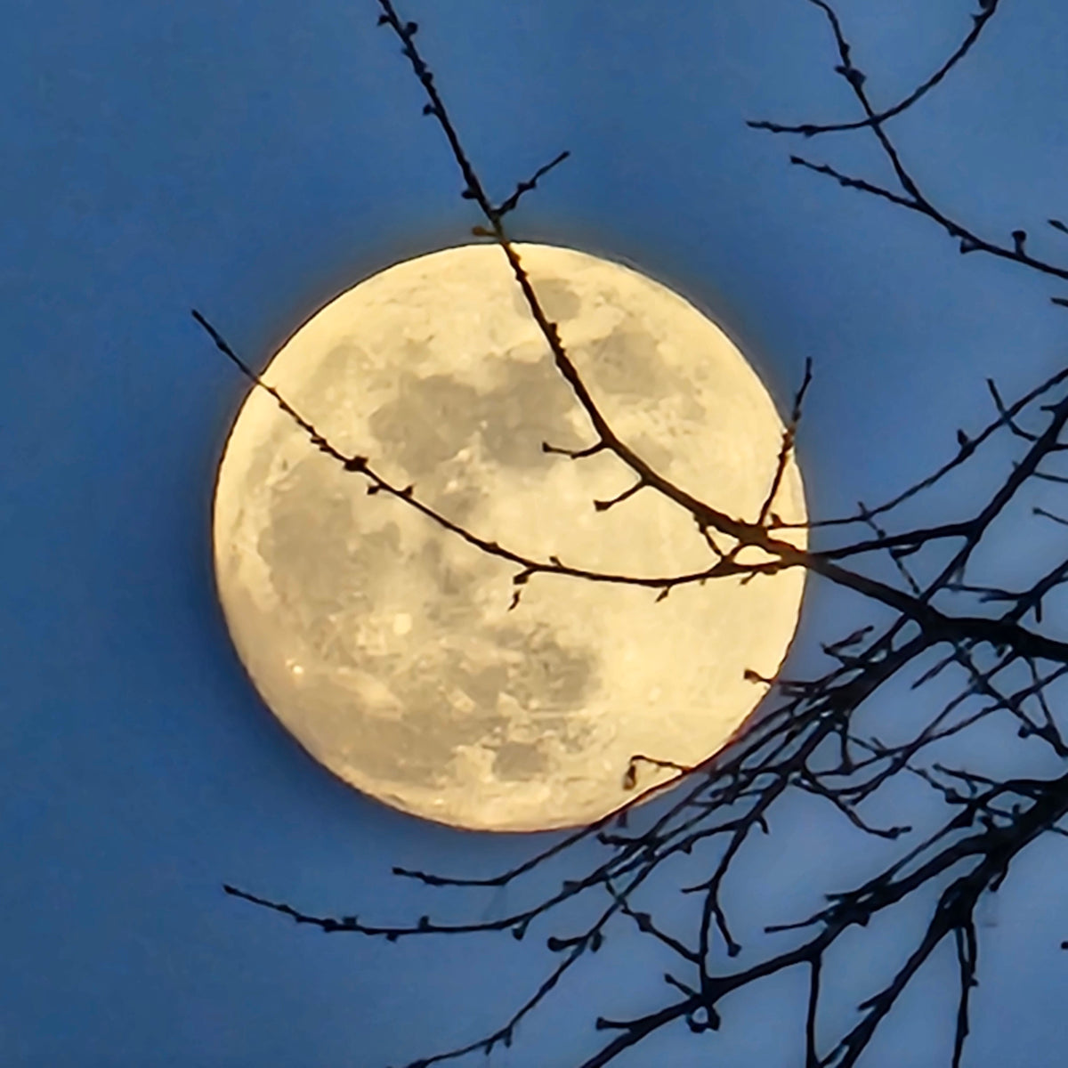 Full moon shaman drum ø 40 cm - birch - deer