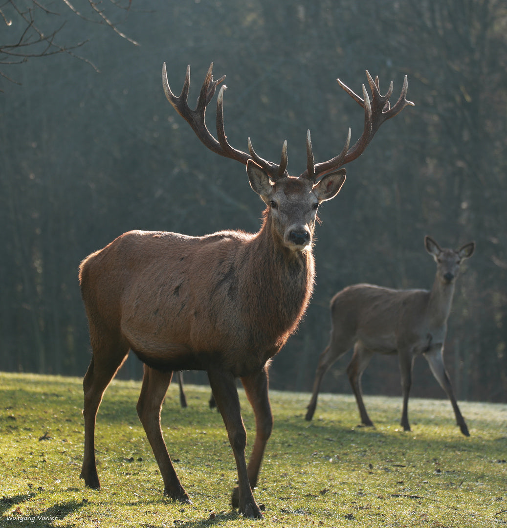 Tambour chamanique pleine lune ø 45 cm - cerf rouge - hêtre