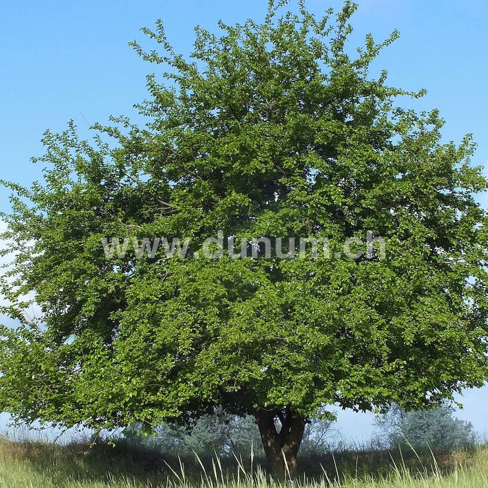 Vollmond Schamanentrommel ø 35 cm - stimmbar - Gemse