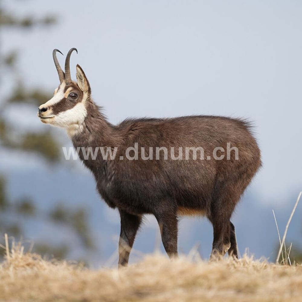Vollmond Schamanentrommel ø 35 cm - stimmbar - Gemse