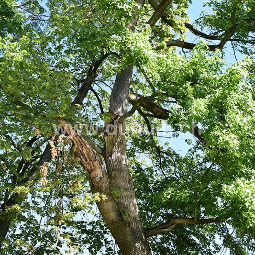 Vollmond Schamanentrommel ø 40 cm - Hirsch - Pappel
