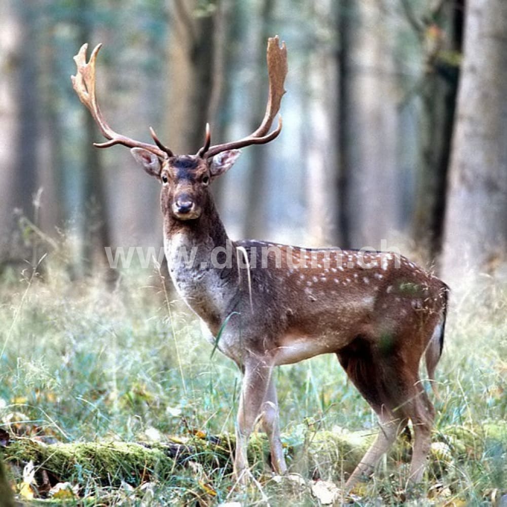 Vollmond Schamanentrommel ø 40 cm - stimmbar - Dammhirsch