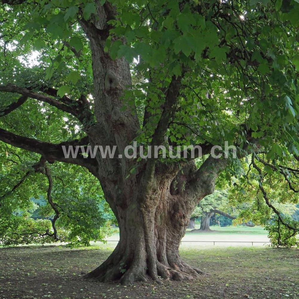 Vollmond Schamanentrommel ø 45 cm - Hirsch