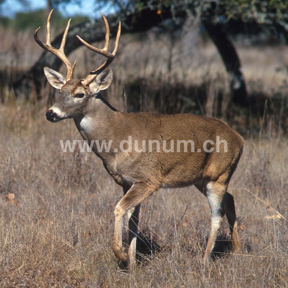 Vollmond Schamanentrommel ø 45 cm - Hirsch - stimmbar